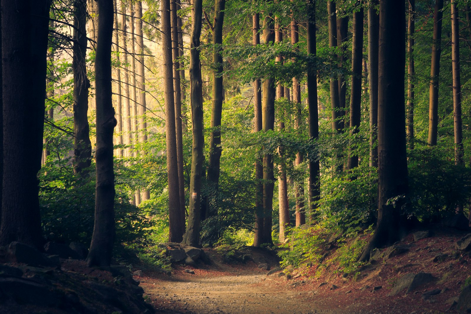 Schmaler Weg durch einen stillen Laubwald